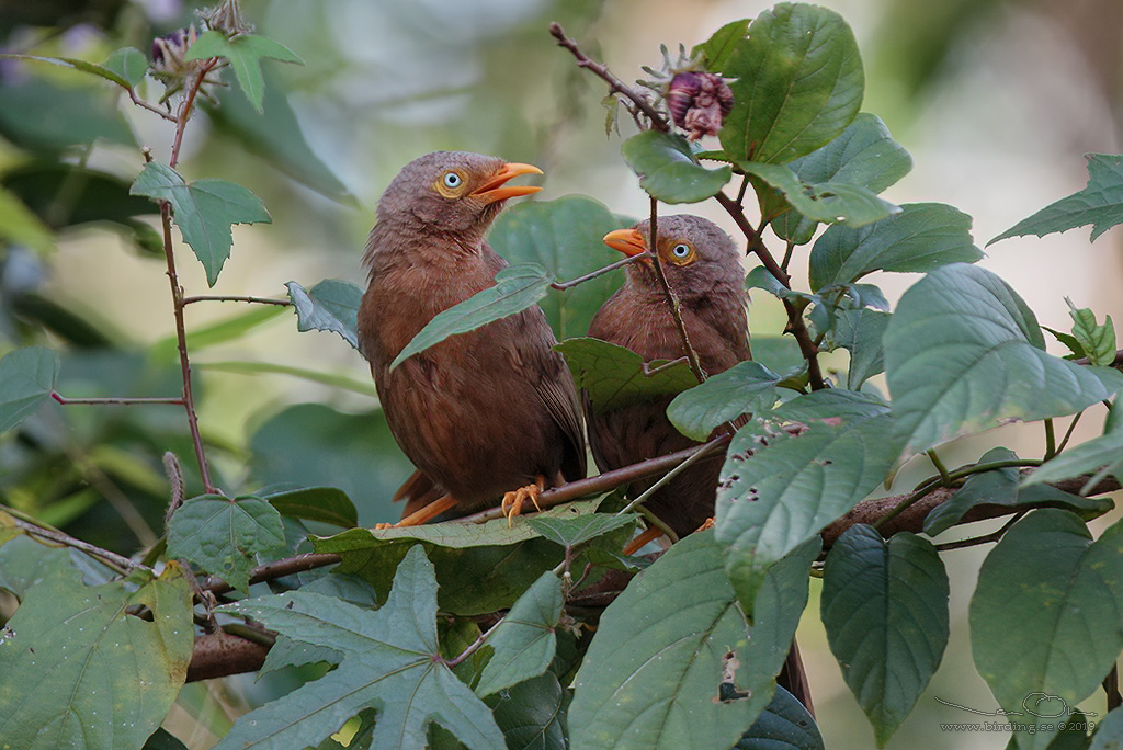 ORANGE-BILLED BABBLER (Argya rufescens) - Stäng / close